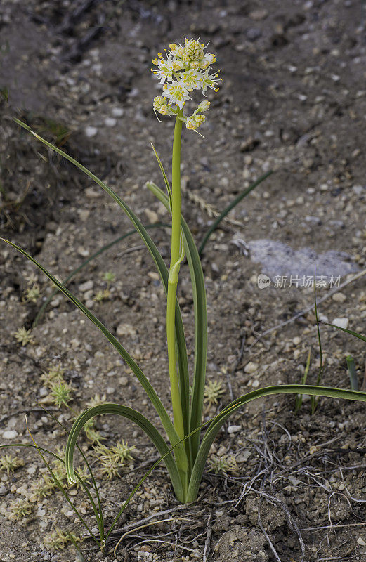 山麓死亡camas, Zigadenus paniculatum，大盆地国家公园，内华达州。大盆地沙漠。Melanthiaceae家庭